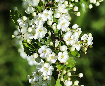中地hawthorn白花 英国hawhorn在春天盛开植物群衬套花园叶子灌木林地蓝色宏观水果木头图片