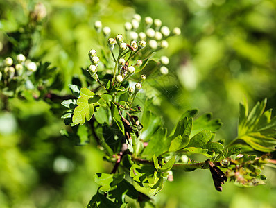 中地hawthorn白花 英国hawhorn在春天盛开植物花园水果植物群林地蓝色宏观植物学浆果叶子图片