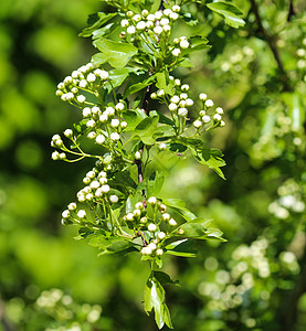 中地hawthorn白花 英国hawhorn在春天盛开蓝色灌木荒野水果浆果花园叶子植物群季节植物图片