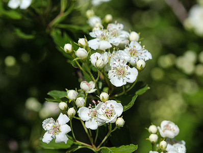 中地hawthorn白花 英国hawhorn在春天盛开浆果蓝色植物学植物群叶子花园季节林地木头水果图片