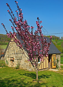 在小石头屋前盛着粉红色花朵的树木图片