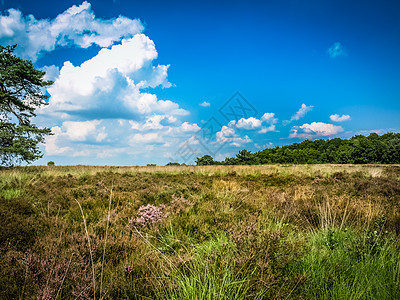 带树木和蓝天空的田野草地农场植物季节叶子土地牧场阳光木头环境场地图片