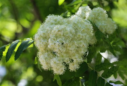 罗旺或山灰花朵 春天开花花梨木花园药品植物群枝条园艺水果浆果荒野季节图片