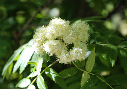 罗旺或山灰花朵 春天开花植物群荒野橙子花园衬套药品浆果季节枝条水果图片