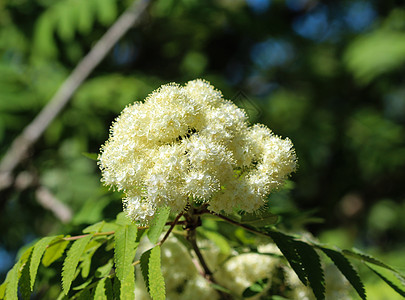 罗旺或山灰花朵 春天开花季节枝条叶子浆果橙子荒野园艺药品植物群花园图片