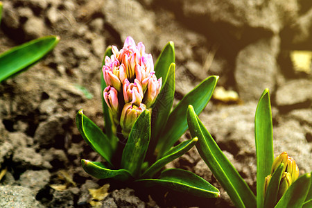 年轻的Hyacinth花 特写 背光 柔软的焦点幼苗食物地球蓝色地面季节植物群园艺生活农业图片