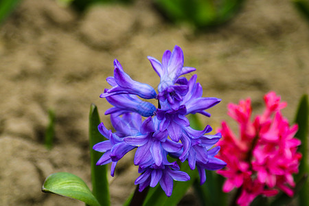 公园里有美丽的多彩紫色粉红色花束花朵花园村庄叶子厨房生长植物学花瓣植物文化蓝色图片