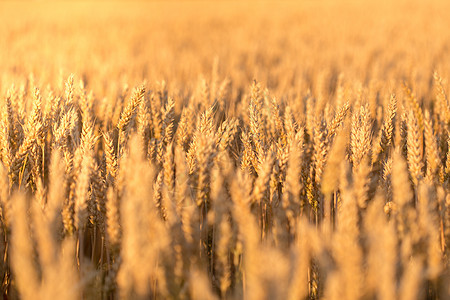 麦田 金色麦穗合上 美丽的自然日落景观 灿烂的阳光下的乡村风光 草甸麦田成熟耳朵的背景 丰收理念培育收成太阳金子季节环境农业农村图片