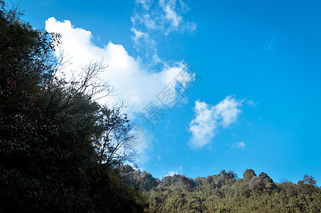 森林喜马拉雅山坡的风景景观在低洼云与常绿针叶树 蓝天 梦幻般的风景 蓬松的天气 狂野之美东亚印度自然 华丽的气象气候全景阳光背景图片