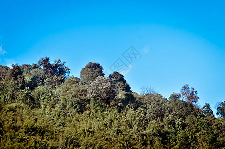 森林喜马拉雅山坡的风景景观在低洼云与常绿针叶树 蓝天 梦幻般的风景 蓬松的天气 狂野之美东亚印度自然 华丽的风光林地晴天爬坡高地图片