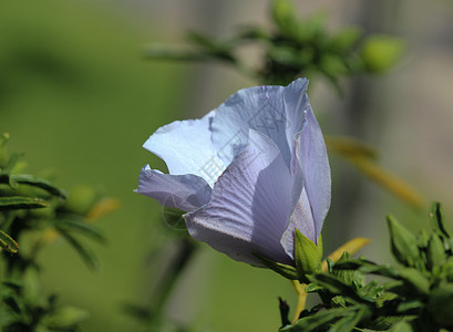 或沼泽野草地花朵在花园的春天开花花瓣草本植物野花植物叶子植物群木槿花药品荒野棉花图片