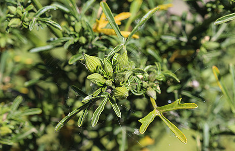 或沼泽野草地花朵在花园的春天开花叶子植物野花草本植物基数药品植物群花瓣宏观荒野图片