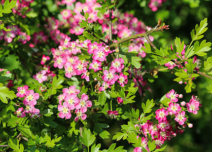 中地的粉红色花朵 英式的Hawthorn在春天盛开水果叶子衬套植物林地蓝色植物群灌木山楂金银花图片