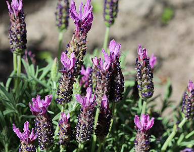花园中的英语熏衣草植物场地香水香味农田芳香植物群药品农场紫色图片