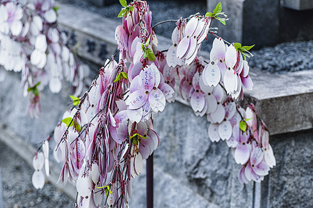 2018 年 8 月日本 在日本寺庙附近 日本许愿树 日语文字图片