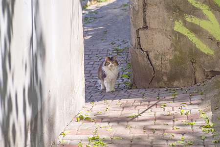 猫抓住了一只蜥蜴 猫的世界 一只小猫和一只蜥蜴 小猫是捕食者 猎人 带着猎物的猎人眼睛享受动物活动麻疹兴趣乐趣后院食肉牙齿图片