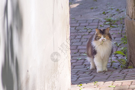 猫抓住了一只蜥蜴 猫的世界 一只小猫和一只蜥蜴 小猫是捕食者 猎人 带着猎物的猎人牙齿攻击后院活动眼睛乐趣咀嚼毛皮家畜享受图片