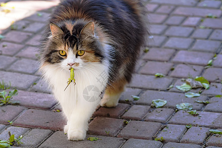 猫抓住了一只蜥蜴 猫的世界 一只小猫和一只蜥蜴 小猫是捕食者 猎人 带着猎物的猎人 特写镜头攻击动物毛皮打猎牙齿兴趣食肉咀嚼后院图片