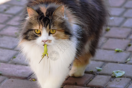 猫抓住了一只蜥蜴 猫的世界 一只小猫和一只蜥蜴 小猫是捕食者 猎人 带着猎物的猎人 特写镜头食肉咀嚼动物乐趣打猎麻疹牙齿隐藏家畜图片