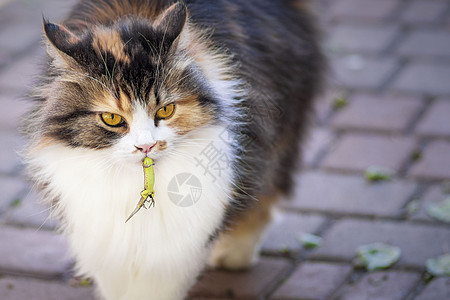 猫抓住了一只蜥蜴 猫的世界 一只小猫和一只蜥蜴 小猫是捕食者 猎人 带着猎物的猎人 特写镜头麻疹食肉后院动物眼睛毛皮牙齿老鼠咀嚼图片