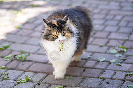 猫抓住了一只蜥蜴 猫的世界 一只小猫和一只蜥蜴 小猫是捕食者 猎人 带着猎物的猎人 特写镜头兴趣毛皮老鼠牙齿麻疹享受打猎活动家畜图片