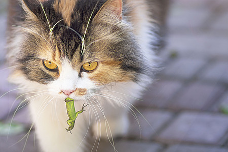 猫抓住了一只蜥蜴 猫的世界 一只小猫和一只蜥蜴 小猫是捕食者 猎人 带着猎物的猎人 特写镜头隐藏老鼠享受家畜攻击乐趣动物牙齿毛皮图片