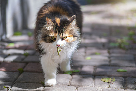 猫抓住了一只蜥蜴 猫的世界 一只小猫和一只蜥蜴 小猫是捕食者 猎人 带着猎物的猎人 特写镜头麻疹牙齿攻击家畜后院眼睛打猎动物乐趣图片