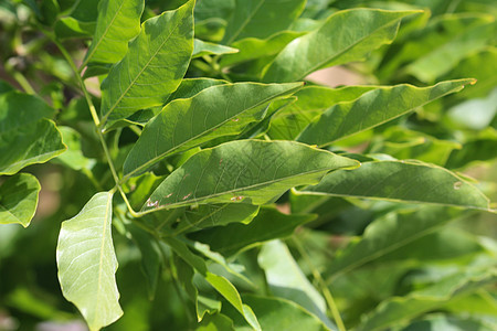 花园里的树叶中西西西西里瀑布紫色叶子植物群晴天公园季节植物爬行者园艺图片