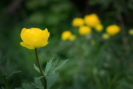 森林草坪上的欧洲天花的野黄色花朵 特写了沼泽植物群宏观野花花瓣植物荒野草地花园金子图片