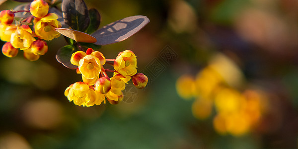 红叶和黄色花朵 贴近 复制空间的汤贝格植物群紫色小枝衬套植物学叶子园艺小檗照片灌木图片