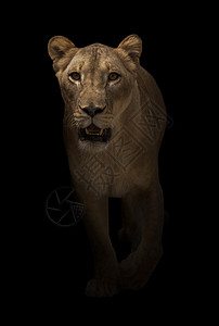 在黑暗背景中行走的雌狮子女性黑色食肉动物野生动物捕食者棕色豹属哺乳动物荒野图片