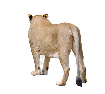 孤立在白色背景上行走的雌狮子哺乳动物动物棕色捕食者食肉荒野豹属野生动物女性图片
