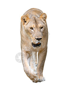 孤立在白色背景上行走的雌狮子棕色动物豹属食肉荒野哺乳动物捕食者女性野生动物图片