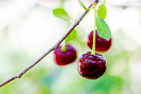 园圃里有成熟的苹果和樱桃浆果红色树叶食物绿色植物水果农业收成花园图片
