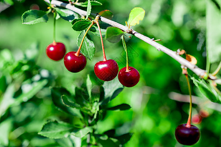 园圃里有成熟的苹果和樱桃绿色晴天甜点植物农业花园浆果果园农场红色图片