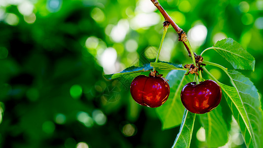 园圃里有成熟的苹果和樱桃花园收成甜点绿色果园浆果晴天树叶农场植物图片