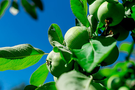 园圃里有成熟的苹果和樱桃植物晴天树叶绿色花园食物甜点叶子农业果园图片