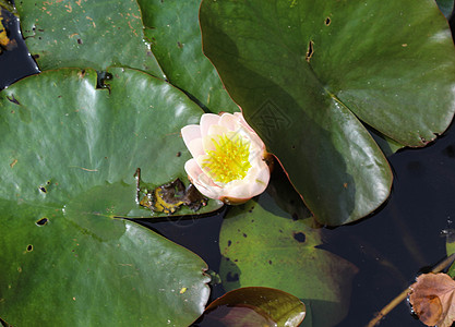 又称欧洲白水百合或白水玫瑰季节荷花植物植被热带叶子花瓣池塘环境花园图片