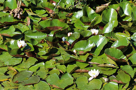 又称欧洲白水百合或白水玫瑰热带季节花瓣植物学环境植物植物群荷花花园叶子图片