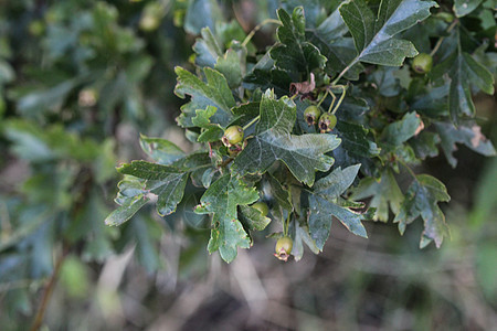 Crataeguus单毛虫 CO2野生动物妈妈食物林地山楂衬套叶子枝条草本植物浆果图片