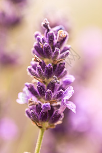 夏天在熏衣草地的紫色芳香花朵中 紧贴着白菜紫色芳香花的耳朵园艺植物药品花园场地草本植物太阳农村农业蓝色图片
