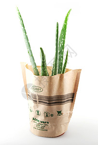白色背景上的 Aloe Vera果汁药品皮肤芦荟花植物学叶子沙漠生长化妆品芦荟图片