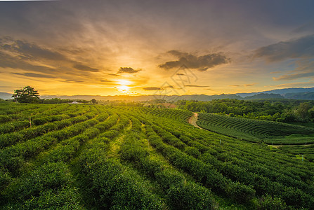 清风茶园美丽的夕阳 这是清莱一个受欢迎的旅游景点 很美的日落啊 青春茶园蛋糕工厂种植园团队天堂农村农民饮料女性农业图片