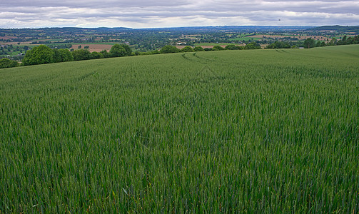 本底森林和天空为小麦田蓝色小麦干草收成土地地平线农场草地谷物风景图片