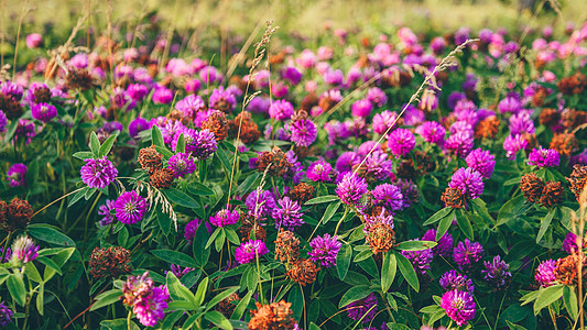 克洛弗鲜花草地紫色庆典场地花瓣野花植物学植物展示礼物美丽图片