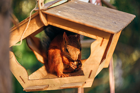 松鼠在进食器里吃坚果栖息地房子橙子哺乳动物荒野野生动物种子木头眼睛食物图片