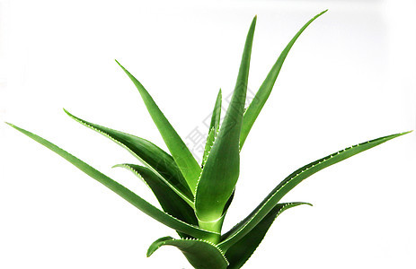 白色背景的Aloe Vera植物学草本植物治愈护理沙漠生长叶子芦荟化妆品药品图片
