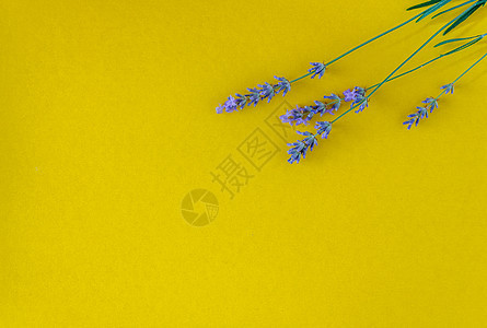 亮黄色背景的鲜紫色鲜花花束芳香药品香气薰衣草树叶框架卡片紫丁香温泉草本植物图片