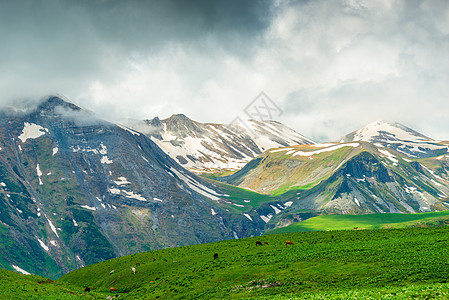 景象山 积雪 绿草地和奶牛 高加索大自然图片