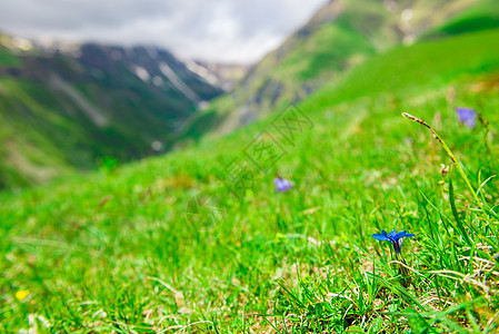 美丽的花朵紧贴在高山的绿草地上图片